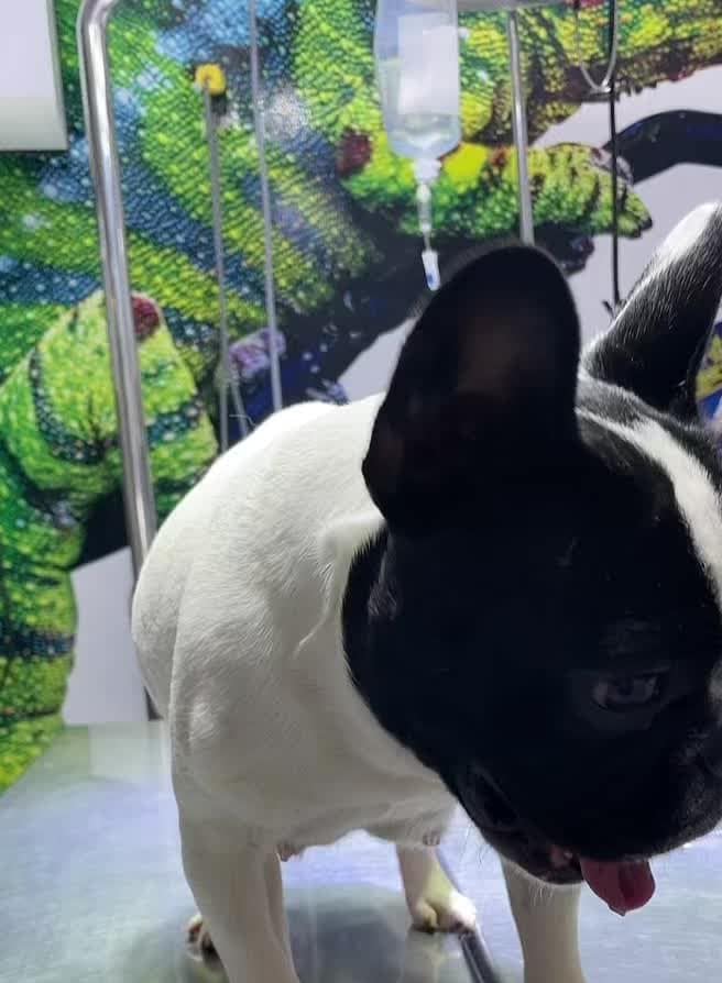 Paciente de la veterinaria PetCam en Ica