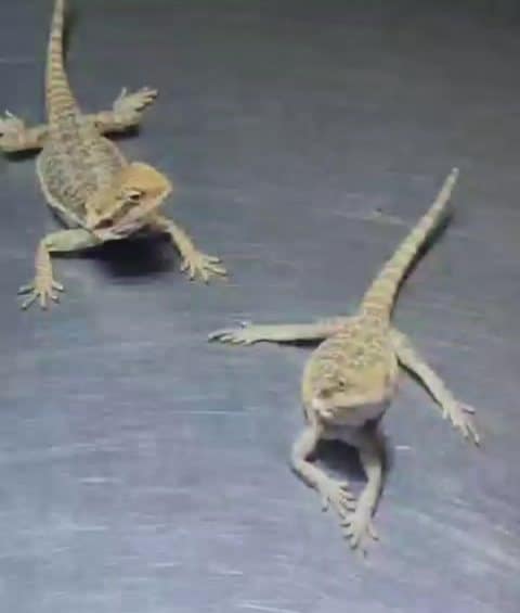 Reptiles: veterinario de animales exóticos en Ica