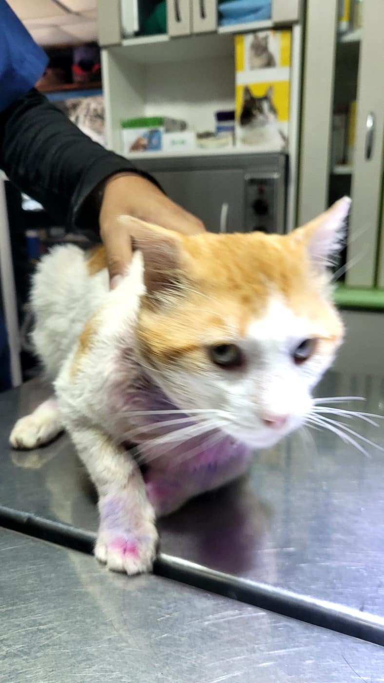 Emergencias en la veterinaria PetCam, Ica