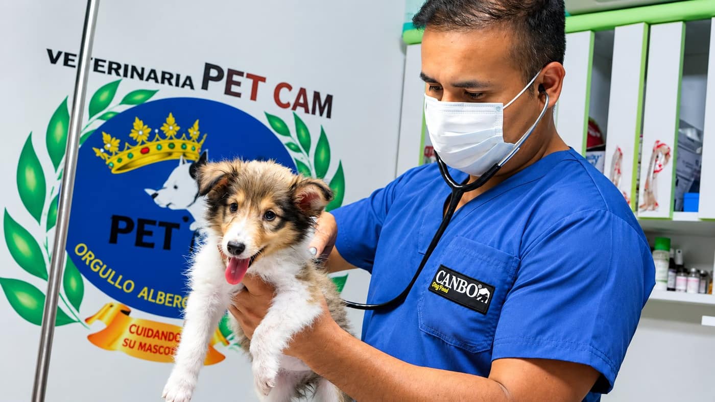 Veterinario de la Clínica Veterinaria PetCam revisando a un cachorro en Santa María, Ica