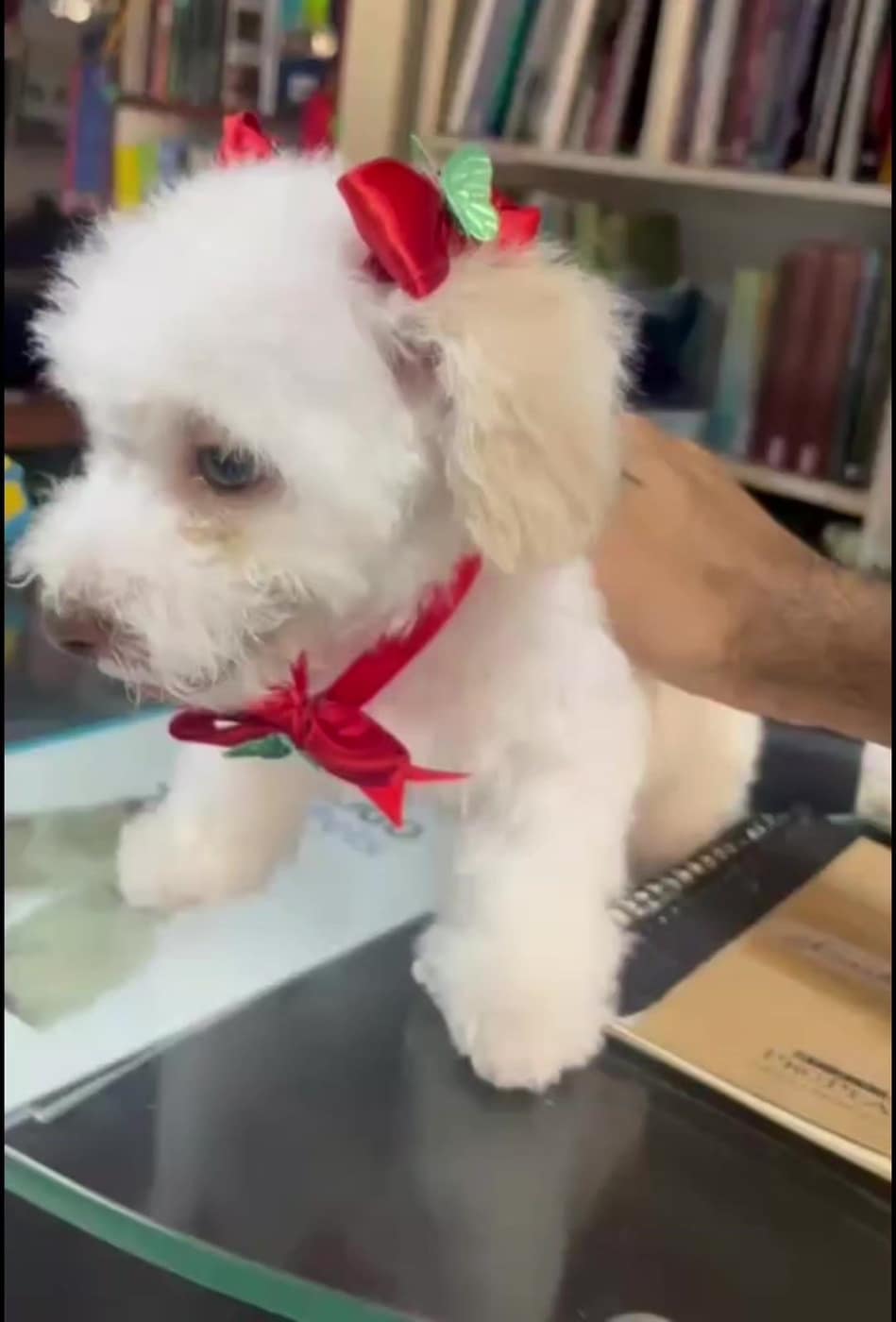 Recién bañadito: baño y peluquería canina en Ica