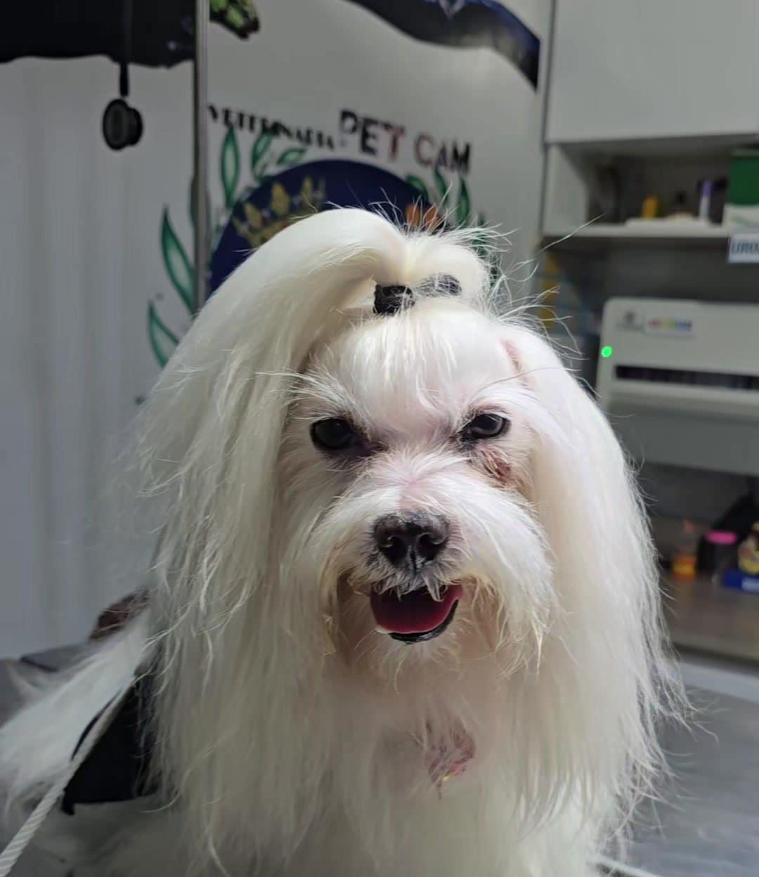 Rayito, 12 años: baño y peluquería canina en Ica