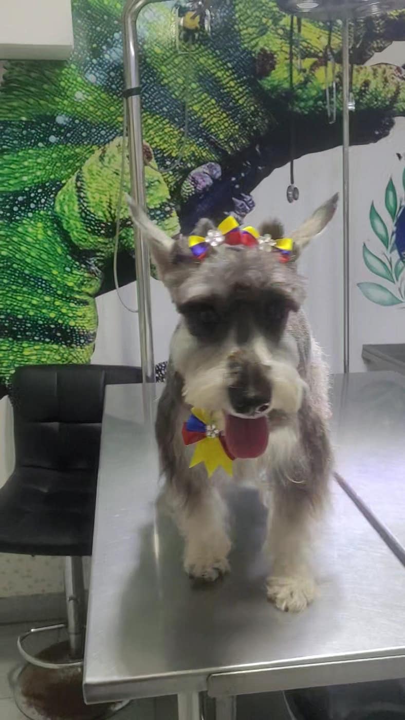 Baño y peluquería en la veterinaria PetCam, Ica