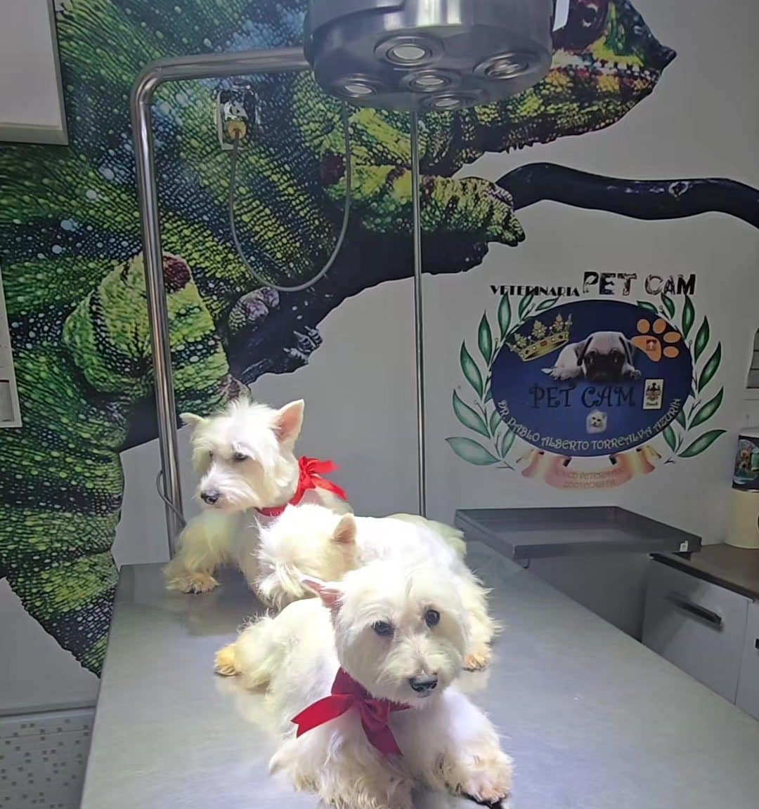 Los westies: baño y peluquería canina en Ica